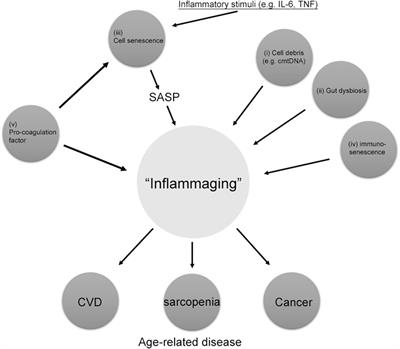 IGF Binding Protein-5 Induces Cell Senescence